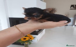 Yorkshire Terrier dogs for sale: Tiny Miniature Yorkshire Terrier puppies  - Image 6