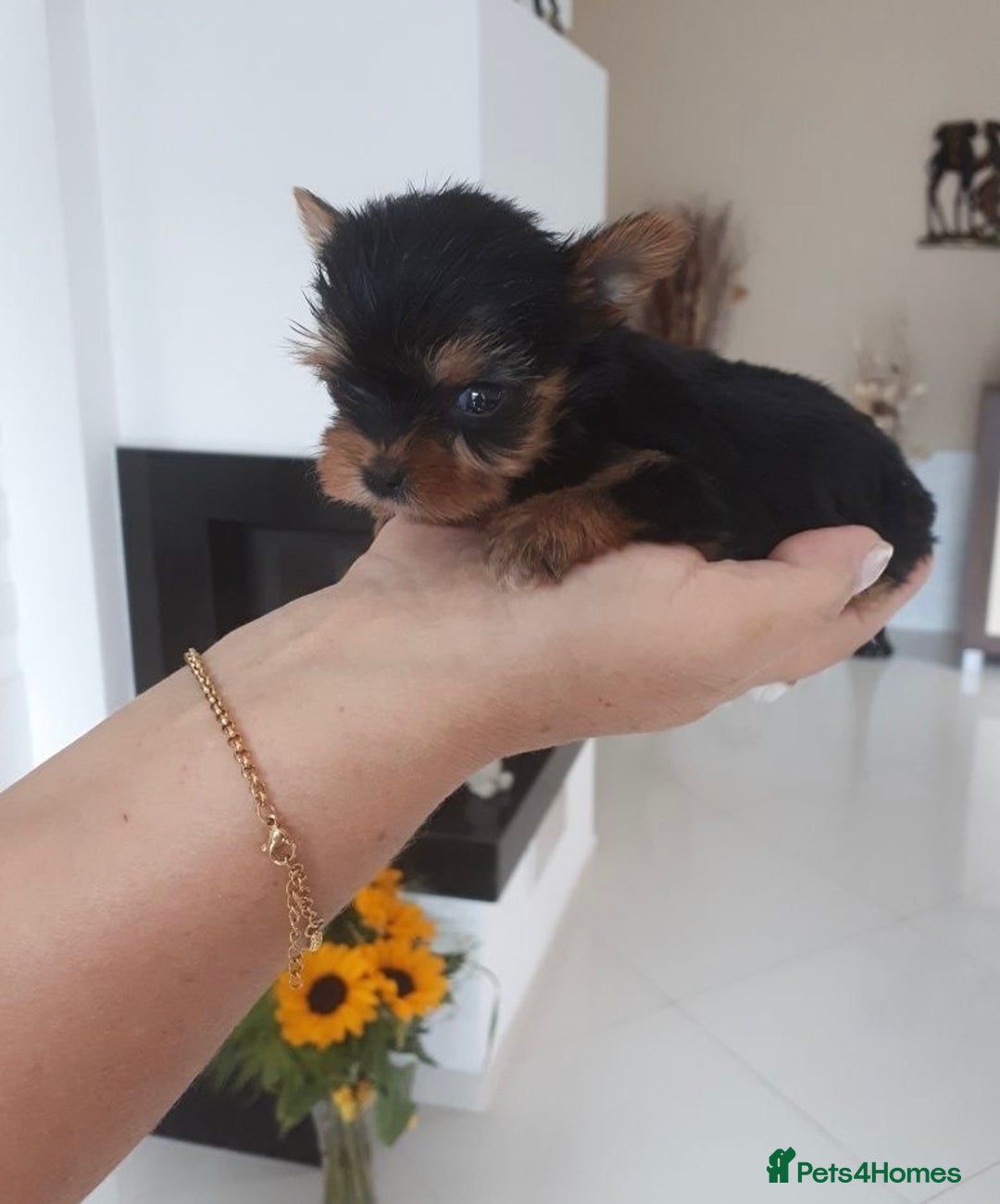 Yorkshire Terrier dogs for sale: Tiny Miniature Yorkshire Terrier puppies  - Image 6