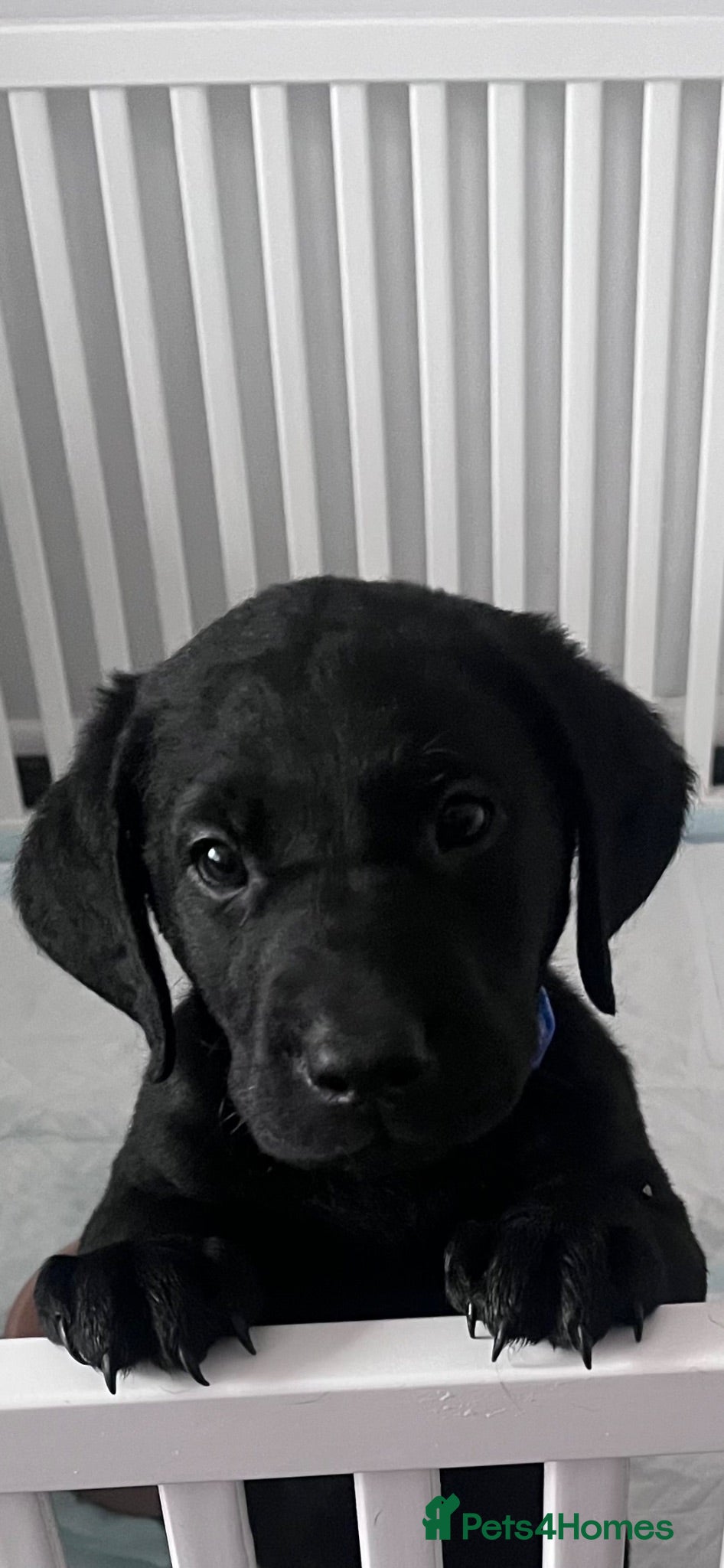Labrador Retriever dogs Beautiful KC Labradors - Advert 1