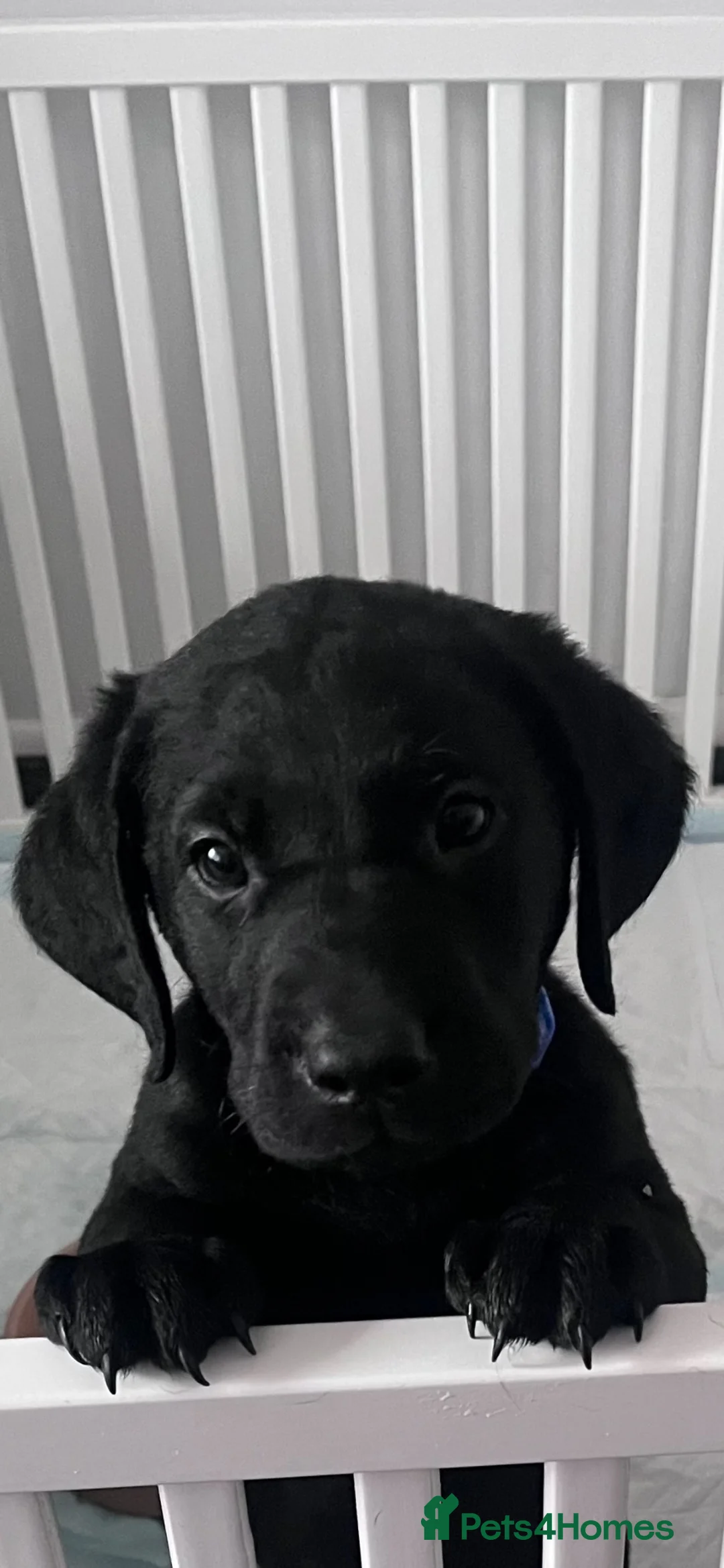 Labrador Retriever dogs for sale: Beautiful KC Labradors - Advert 1