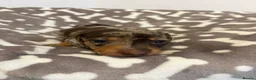 Dachshund dogs for sale: Miniature Dachshunds  in Maidstone - Advert 4