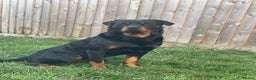 Rottweiler dogs for stud: Proven Rottweiler Available For Stud in Portland - Advert 3