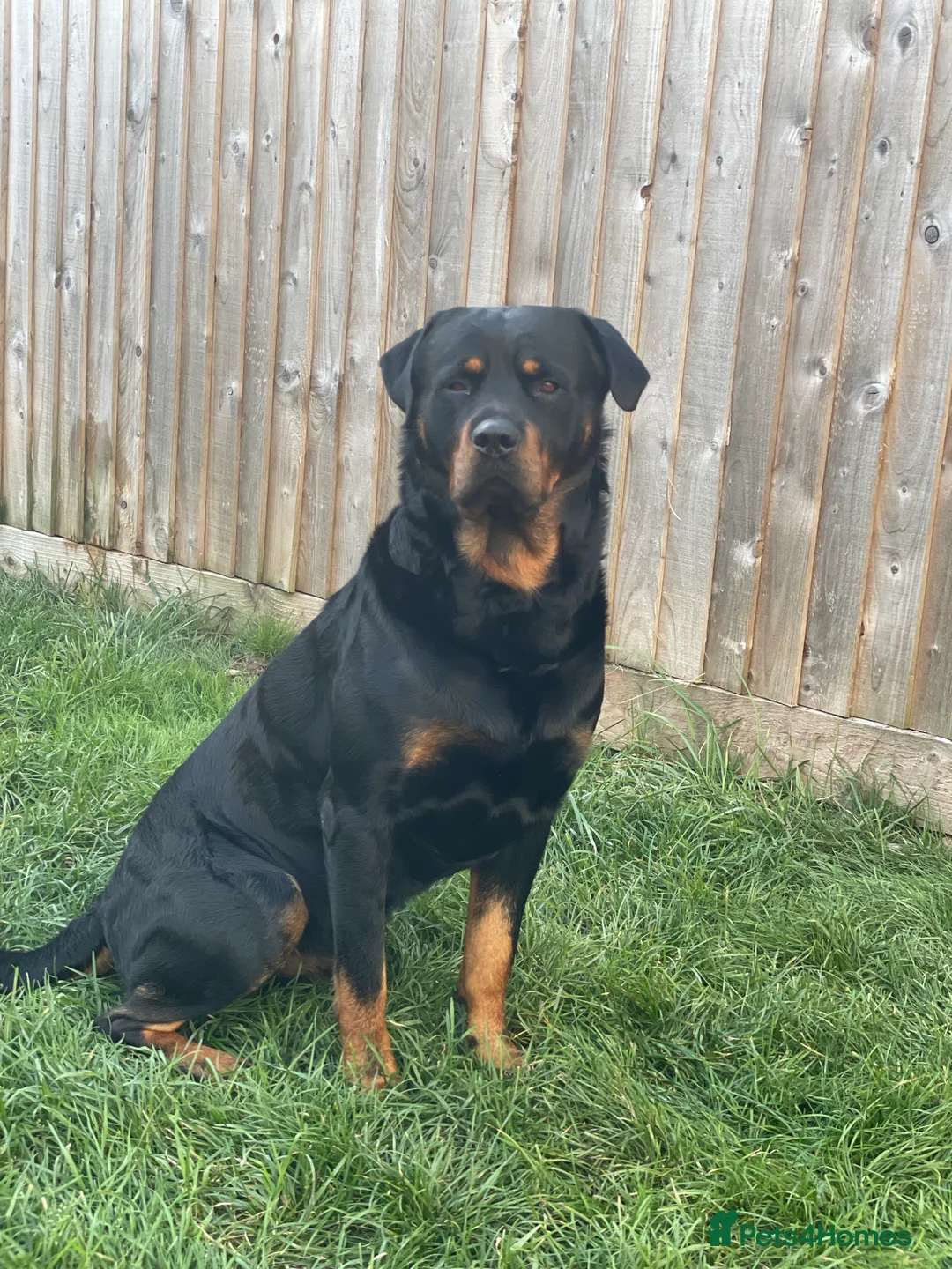 Rottweiler dogs for stud: Proven Rottweiler Available For Stud in Portland - Advert 3