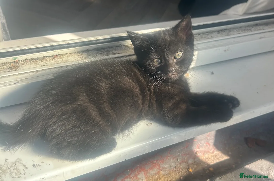 Mixed Breed cats for sale: Two black male kittens  - Advert 1