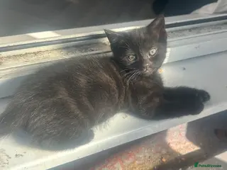 Mixed Breed cats Two black male kittens - Advert 1