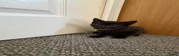 Mixed Breed cats for sale: 4Beautiful kittens looking for their forever home  - Advert 7
