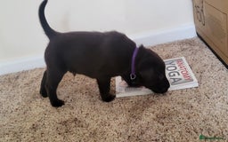 Labrador Retriever dogs for sale: Pedigree Labrador puppies - strong and healthy  - Advert 19