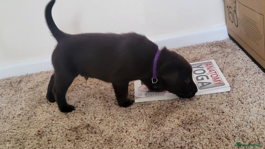 Labrador Retriever dogs for sale: Pedigree Labrador puppies - strong and healthy  - Advert 19