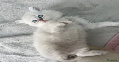 Siberian cats - Advert 3