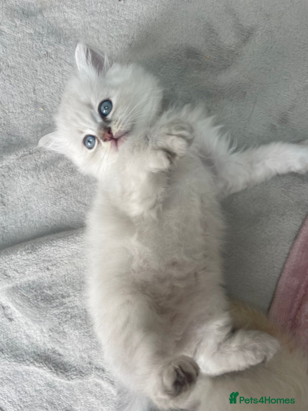 Siberian cats for sale: Siberian Neva masquerade kittens  - Image 2