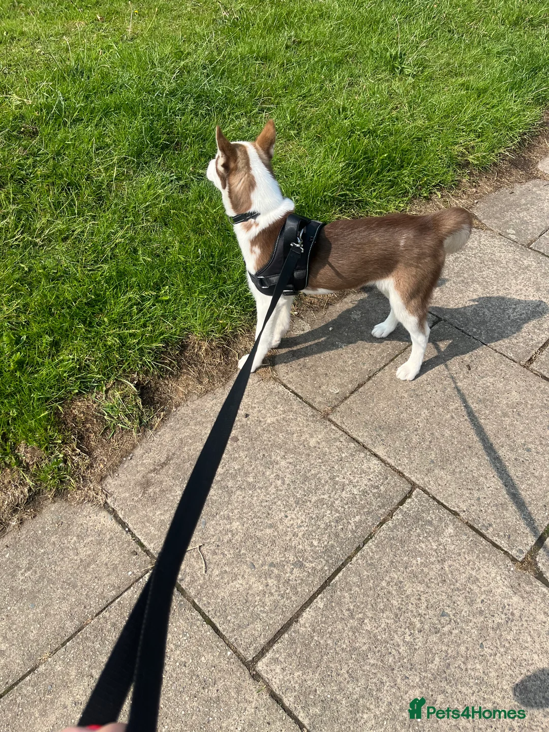 Siberian Husky dogs for sale: Luna 1 years old Siberian Husky  - Advert 4