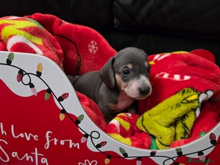 Miniature Dachshund dogs Beautiful Litter of Miniature Dachshund✨️s - Advert 6