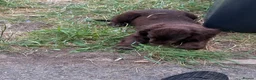 Cocker Spaniel dogs for sale: This weekend only all pups £600 each - Advert 4