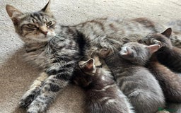 Maine Coon cats for sale: 3 gorgeous kittens for sale  - Image 1