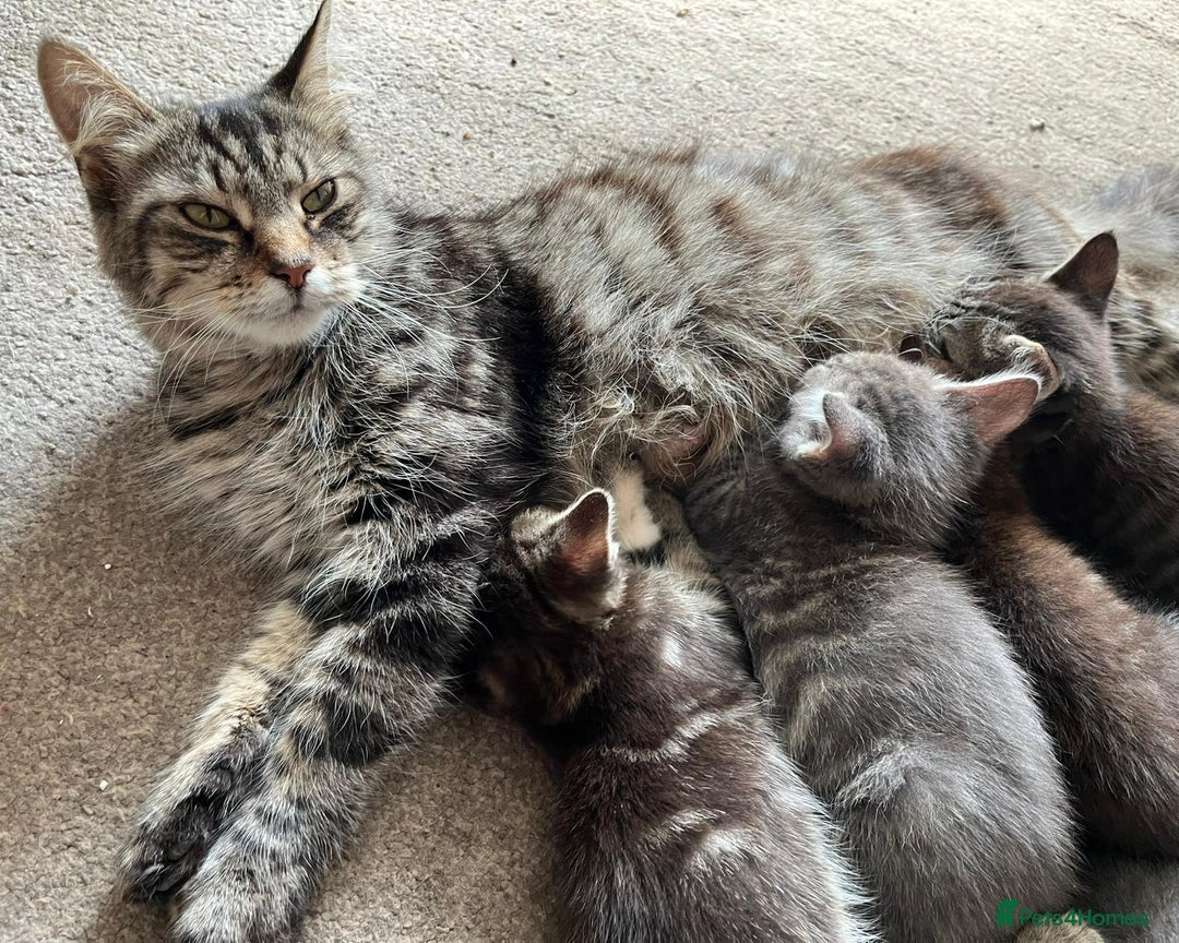 Maine Coon cats for sale: 3 gorgeous kittens for sale  - Image 1