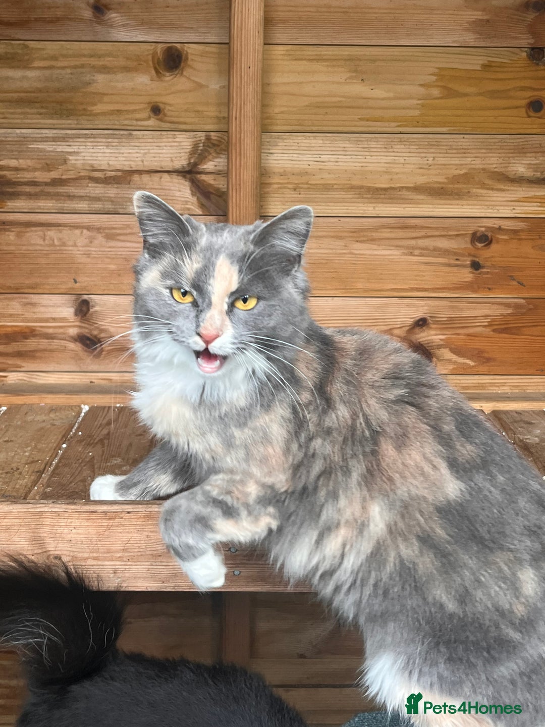 British Longhair cats for sale: Beautiful kitties - Advert 4