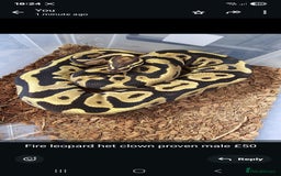 Python Snake reptiles for sale: Ball pythons - Image 5