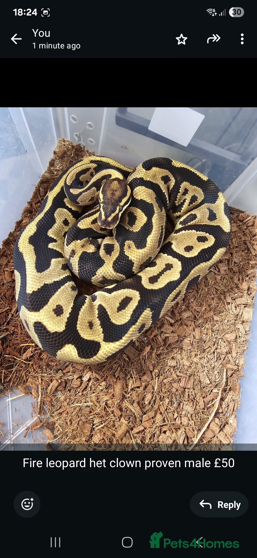 Python Snake reptiles for sale: Ball pythons - Image 5