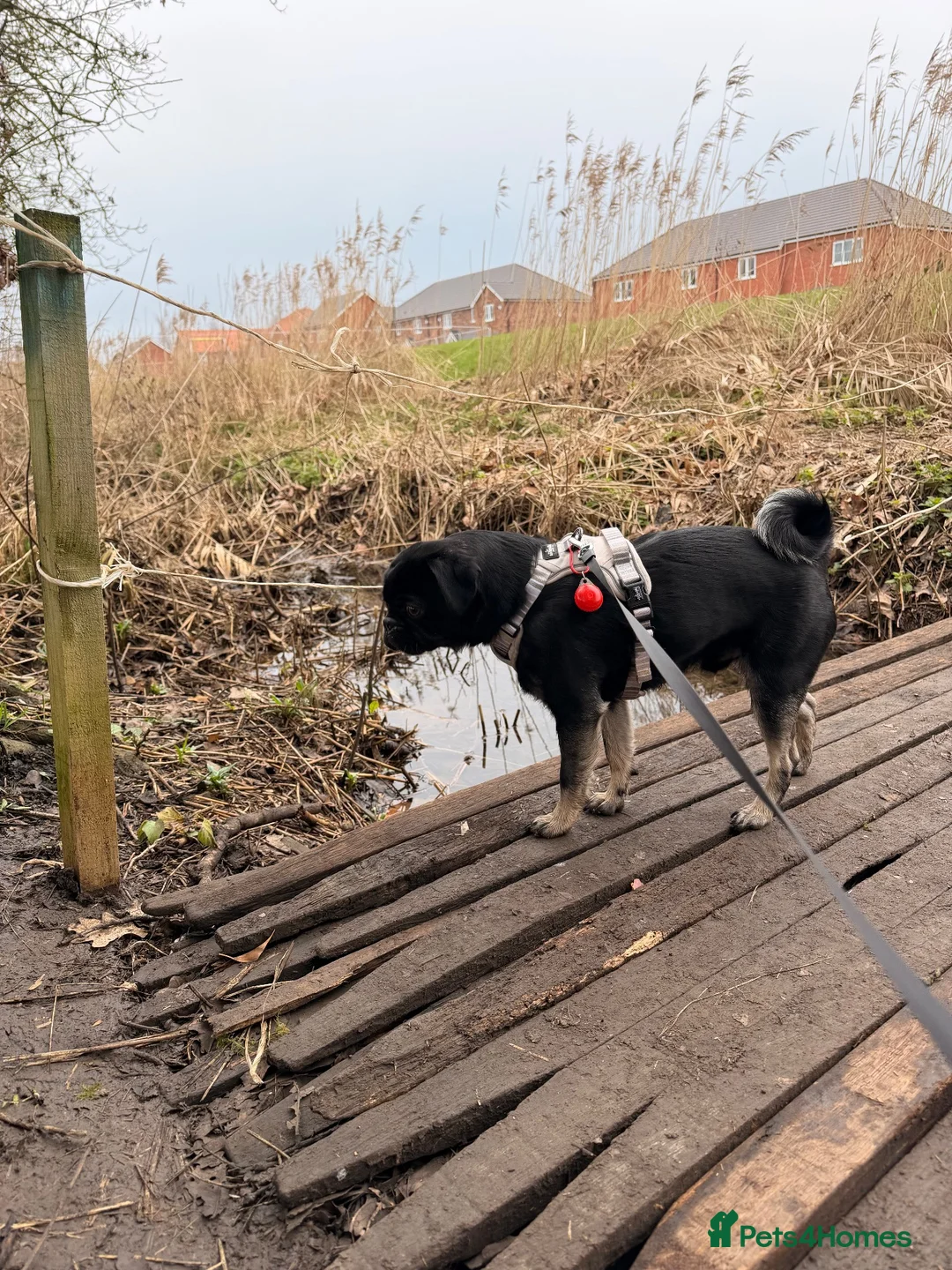Pug dogs for stud: Male PUG for STUD in Grimsby - Advert 2