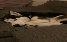 Siberian Husky dogs for sale: Husky - Image 4