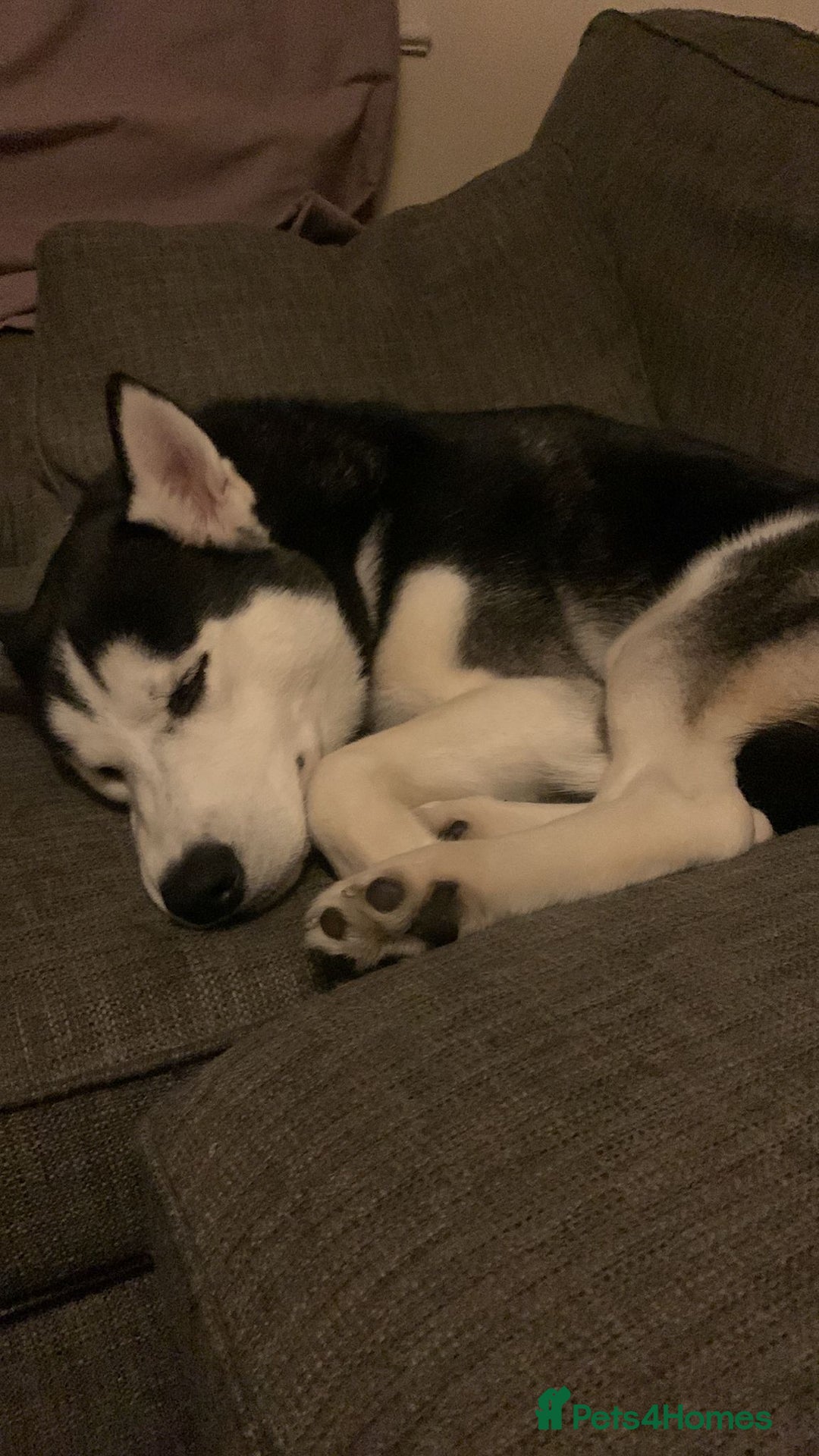 Siberian Husky dogs for sale: Husky - Image 4