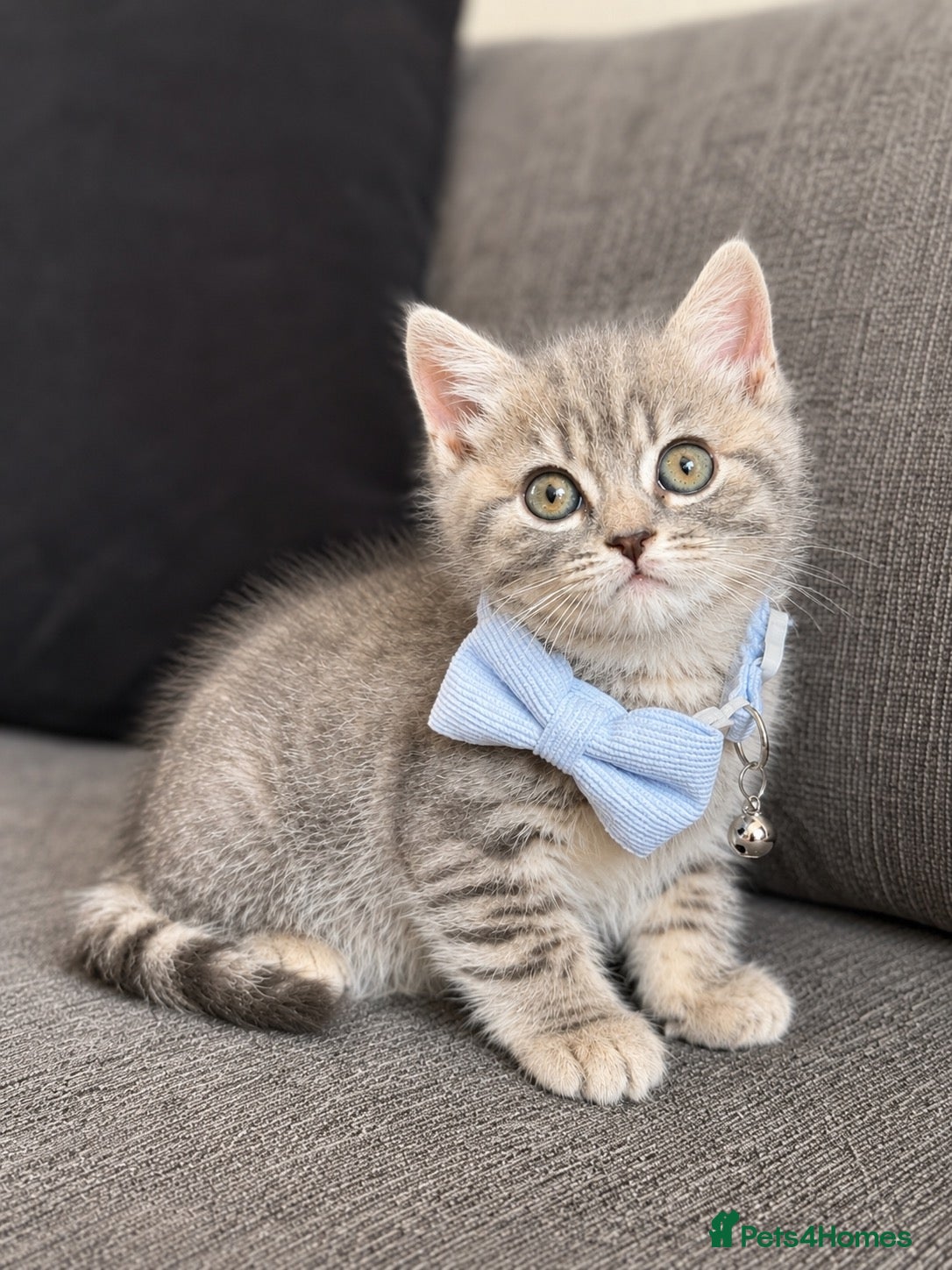Mixed Breed cats READY Beautiful British Shorthair Cross Kittens 🐾 - Advert 6