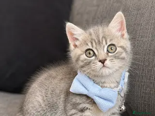 Mixed Breed cats READY Beautiful British Shorthair Cross Kittens 🐾 - Advert 6