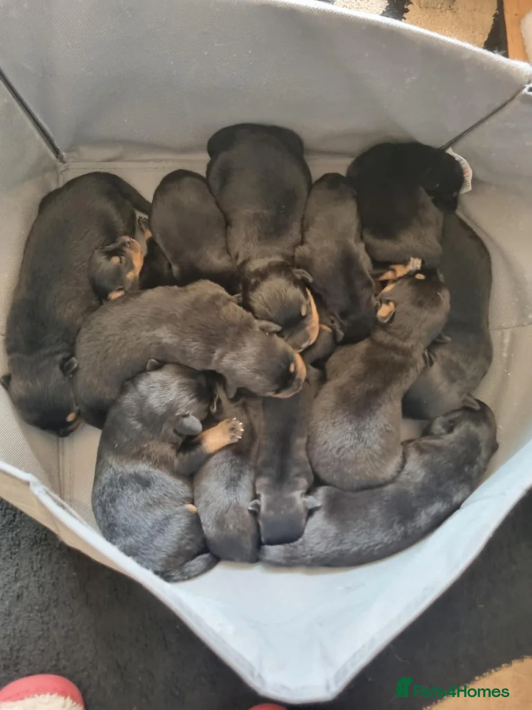 Rottweiler dogs for sale: 14 Gorgeous Rottweiler puppies for sale in Romford - Advert 2