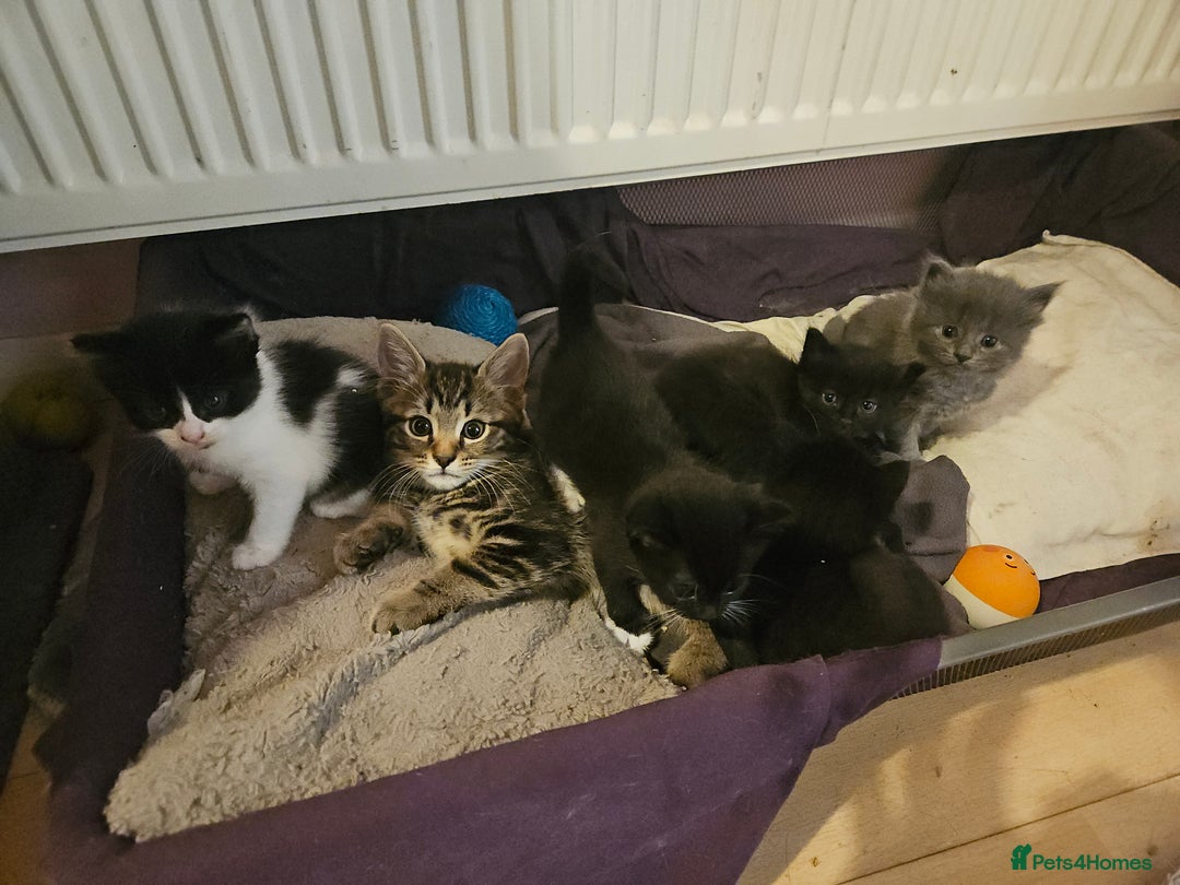 Mixed Breed cats for sale: Free kitten - Image 18