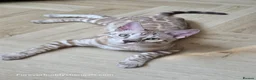 Bengal cats for sale: Bengal Brother & Sister  - Advert 11