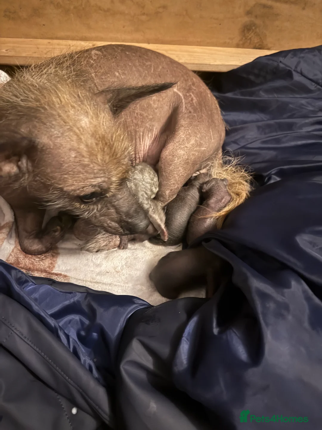 Mixed Breed dogs for sale: Bichon Frise x little girl ready now!! - Advert 6