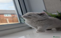 British Shorthair cats for sale: Best quality Gccf registered lilac kittens  - Image 3
