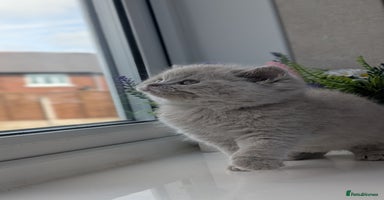 British Shorthair cats - Advert 2