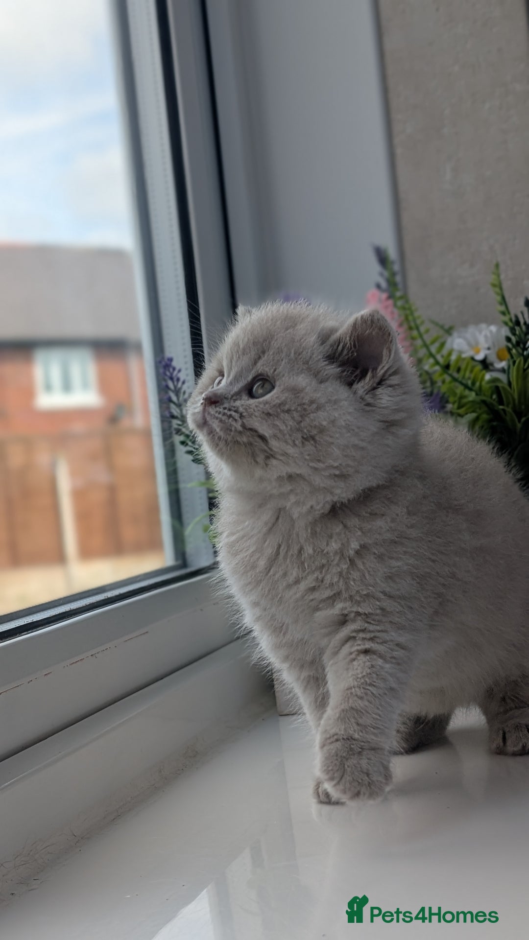 British Shorthair cats for sale: Best quality Gccf registered lilac kittens  - Image 3