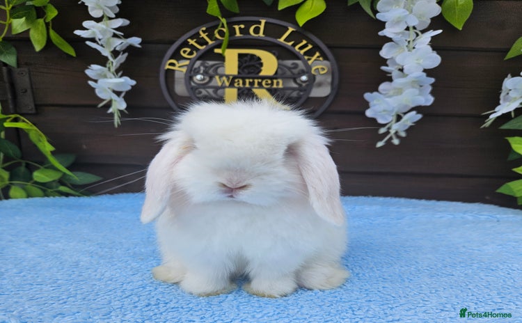 Mini Lop rabbits - Advert 5