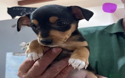 Jack Russell dogs for sale: Stunning tri coloured Jack Russell puppies - Image 2
