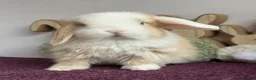 Mini Lop rabbits for sale: Mini lop boys and girls  - Advert 1