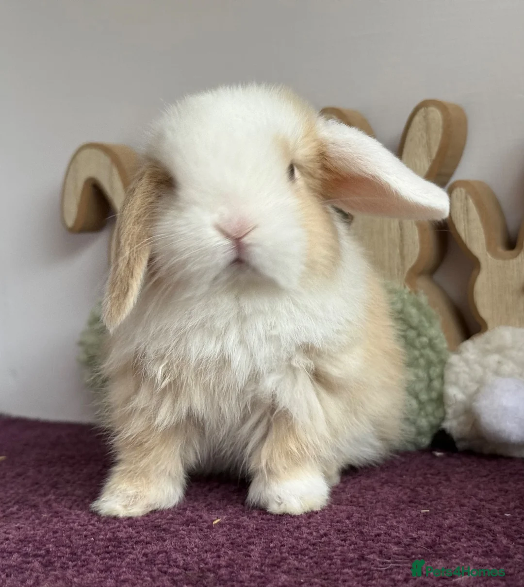 Mini Lop rabbits for sale: Mini lop boys and girls  - Advert 1