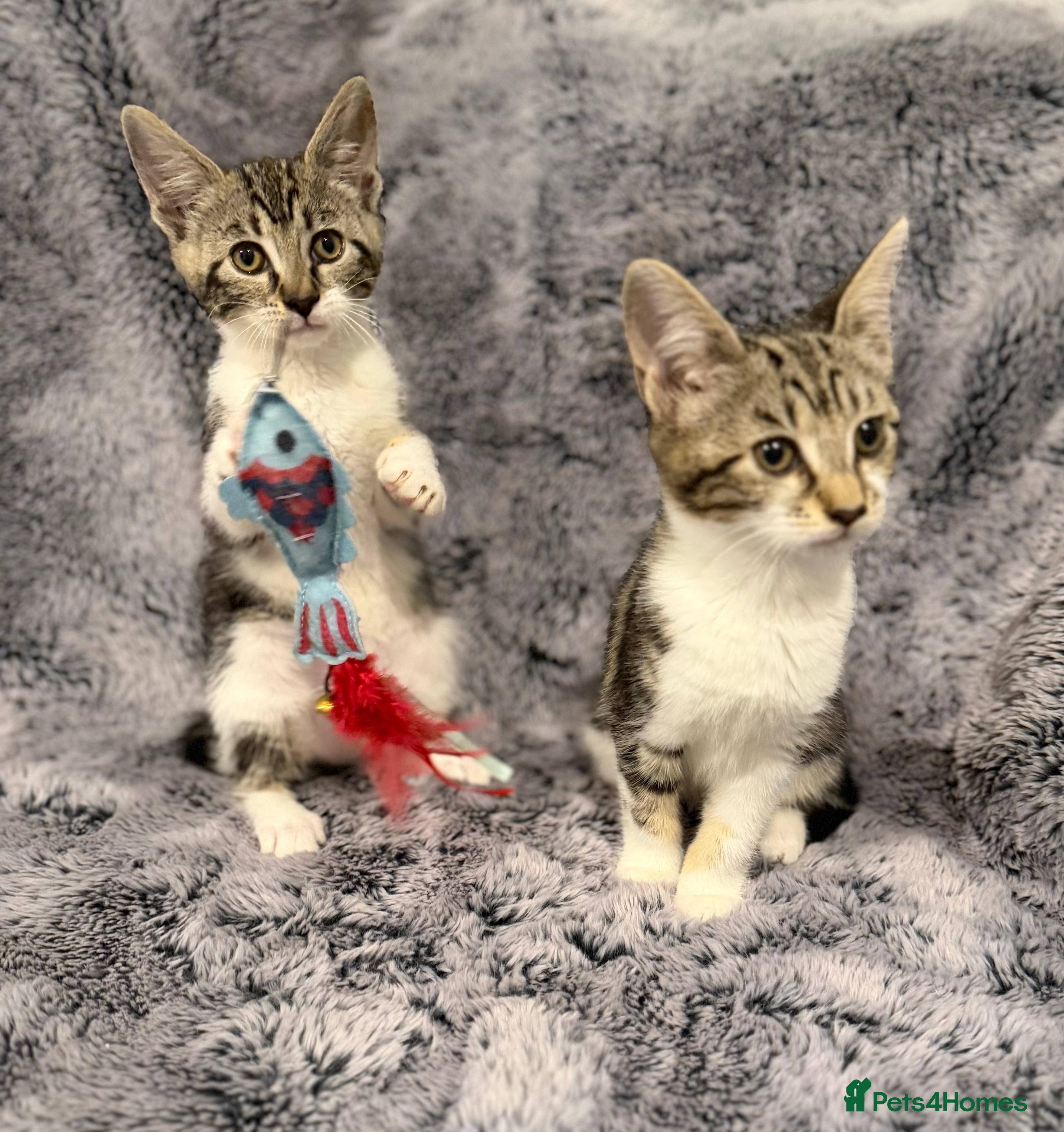 Mixed Breed cats 4 gorgeous kittens  - Advert 1