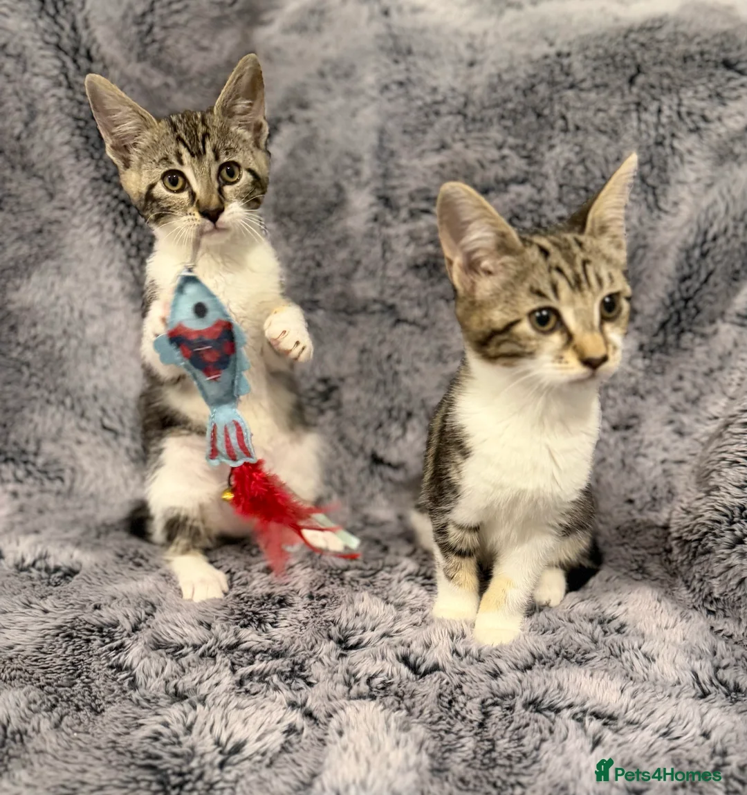 Mixed Breed cats for sale: 4 gorgeous kittens  - Advert 1