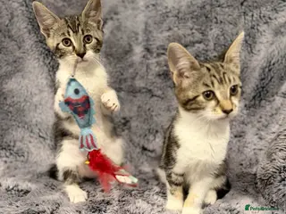 Mixed Breed cats 4 gorgeous kittens - Advert 1