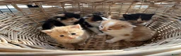 Mixed Breed cats for sale: Stunning tortoiseshell/ ginger long/mid hair kits - Advert 8