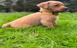 Labrador Retriever dogs for sale: Fox Red Labrador Retrievers - Image 5