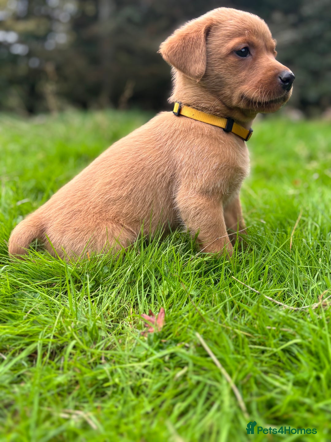 Labrador Retriever dogs for sale: Fox Red Labrador Retrievers - Image 5