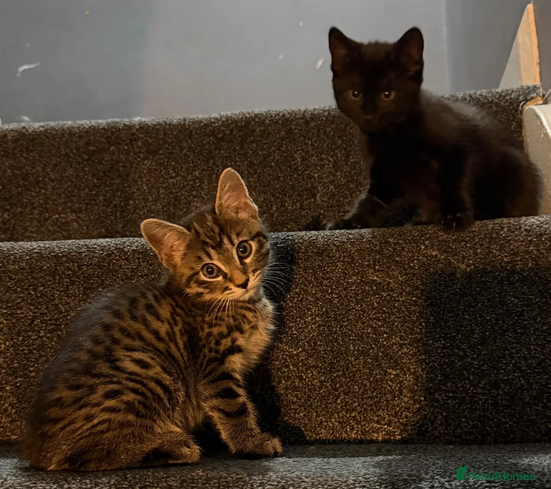 Mixed Breed cats for sale: Black kitten in Dover - Advert 2