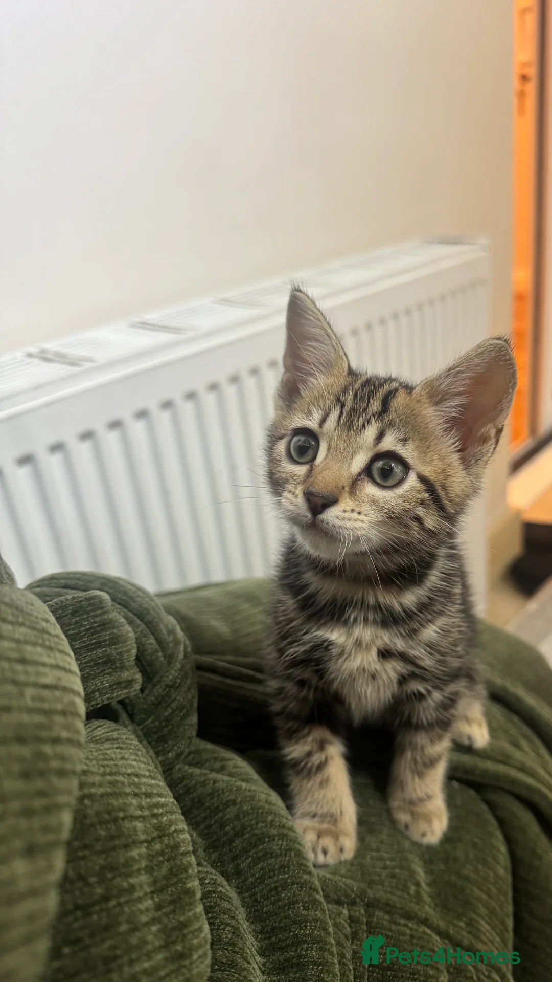 Bengal cats for sale: Beautiful Bengal female kitten AVAILABLE NOW  - Advert 12