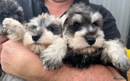 Miniature Schnauzer dogs for sale: Just 2 boys and girls available raised with love - Image 30