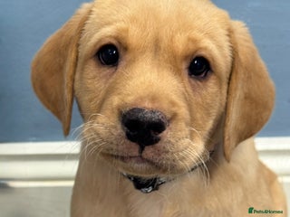 Labrador Retriever dogs Amazing KC Labradors fully health tested parents - Advert 4