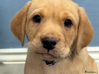 Labrador Retriever dogs Amazing KC Labradors fully health tested parents - Advert 12