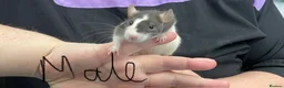 Rat rodents for sale: Baby rats - Advert 1
